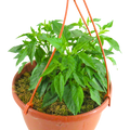 Capsicum annuum Spicy Jane Red Chilli 25cm at Cedar Nursery Surrey
