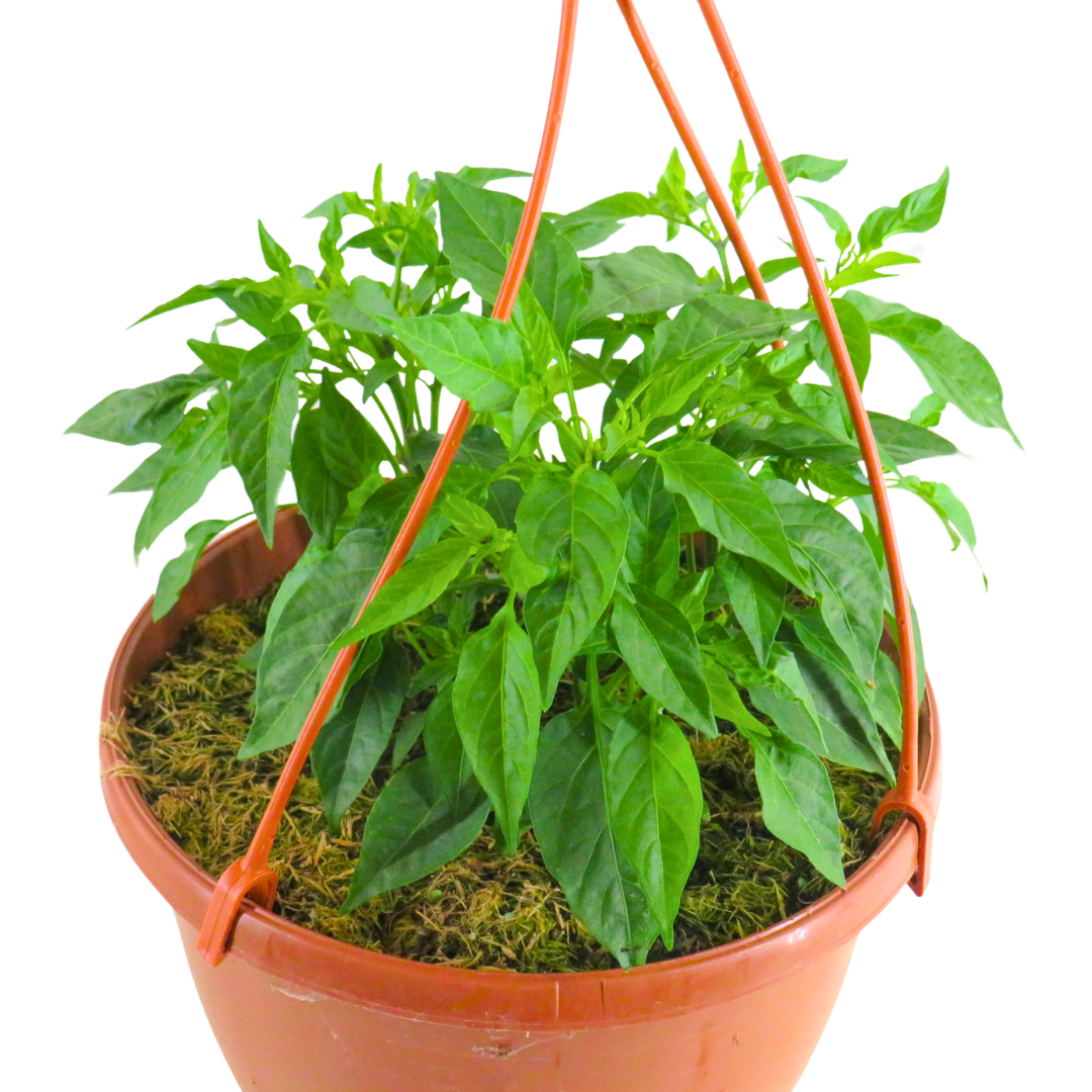 Capsicum annuum Spicy Jane Red Chilli 25cm at Cedar Nursery Surrey