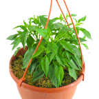 Capsicum annuum Spicy Jane Red Chilli 25cm at Cedar Nursery Surrey