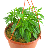 Capsicum annuum Spicy Jane Red Chilli 25cm at Cedar Nursery Surrey
