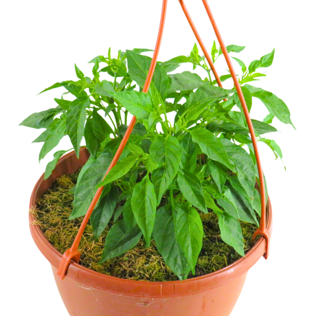 Capsicum annuum Spicy Jane Red Chilli 25cm at Cedar Nursery Surrey