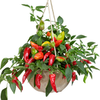 Capsicum annuum Spicy Jane Red Chilli 25cm at Cedar Nursery Surrey
