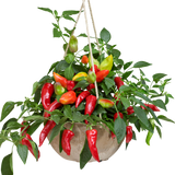 Capsicum annuum Spicy Jane Red Chilli 25cm at Cedar Nursery Surrey