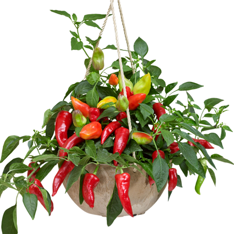 Capsicum annuum Spicy Jane Red Chilli 25cm at Cedar Nursery Surrey