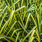 Carex morrowii 'Everglow' (EverColor Series) (v) from Cedar Nursery, Cobham