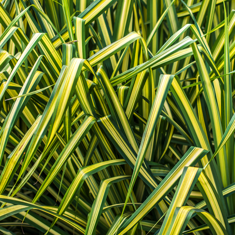 Carex morrowii 'Everglow' (EverColor Series) (v) from Cedar Nursery, Cobham
