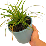 Carex morrowii 'Everglow' (EverColor Series) (v) from Cedar Nursery, Cobham