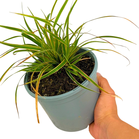 Carex morrowii 'Everglow' (EverColor Series) (v) from Cedar Nursery, Cobham