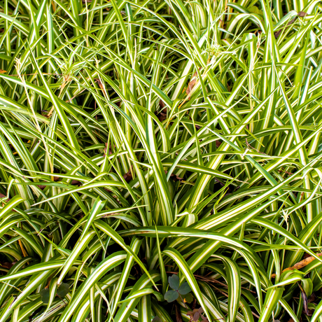 Carex morrowii 'Everglow' (EverColor Series) (v) from Cedar Nursery, Cobham