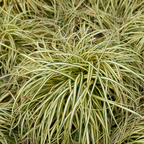 Carex oshimensis 'Evergold' (v) from Cedar Nursery, Cobham