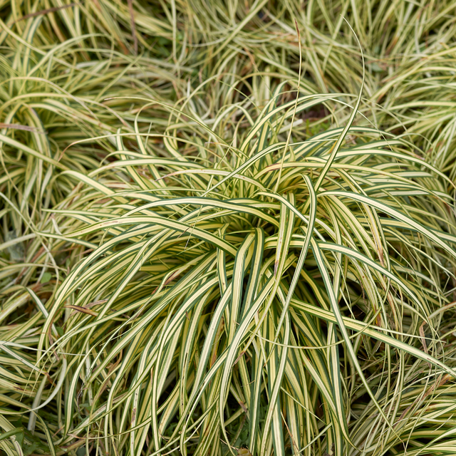 Carex oshimensis 'Evergold' (v) from Cedar Nursery, Cobham