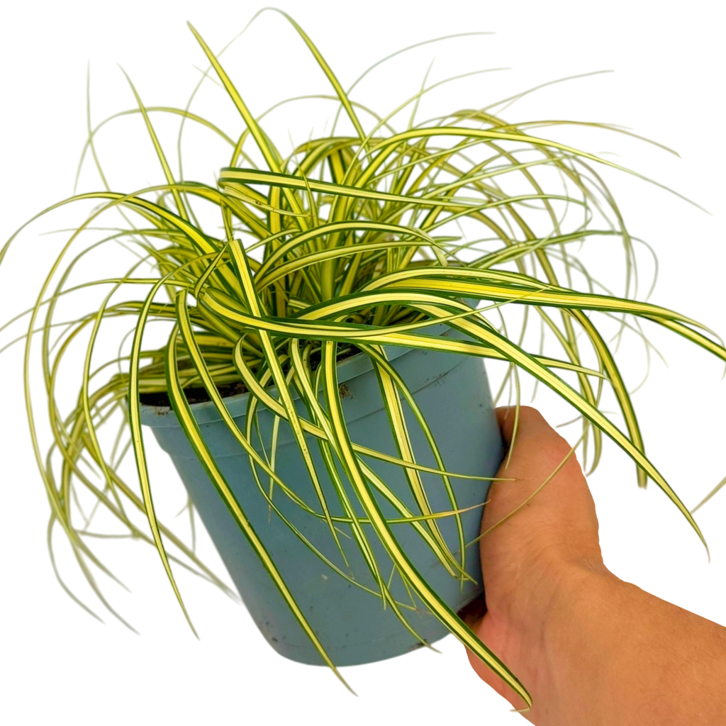 Carex oshimensis 'Evergold' (v) from Cedar Nursery, Cobham