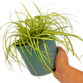 Carex oshimensis 'Evergold' (v) from Cedar Nursery, Cobham