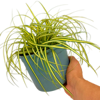 Carex oshimensis 'Evergold' (v) from Cedar Nursery, Cobham