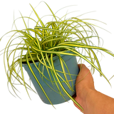 Carex oshimensis 'Evergold' (v)