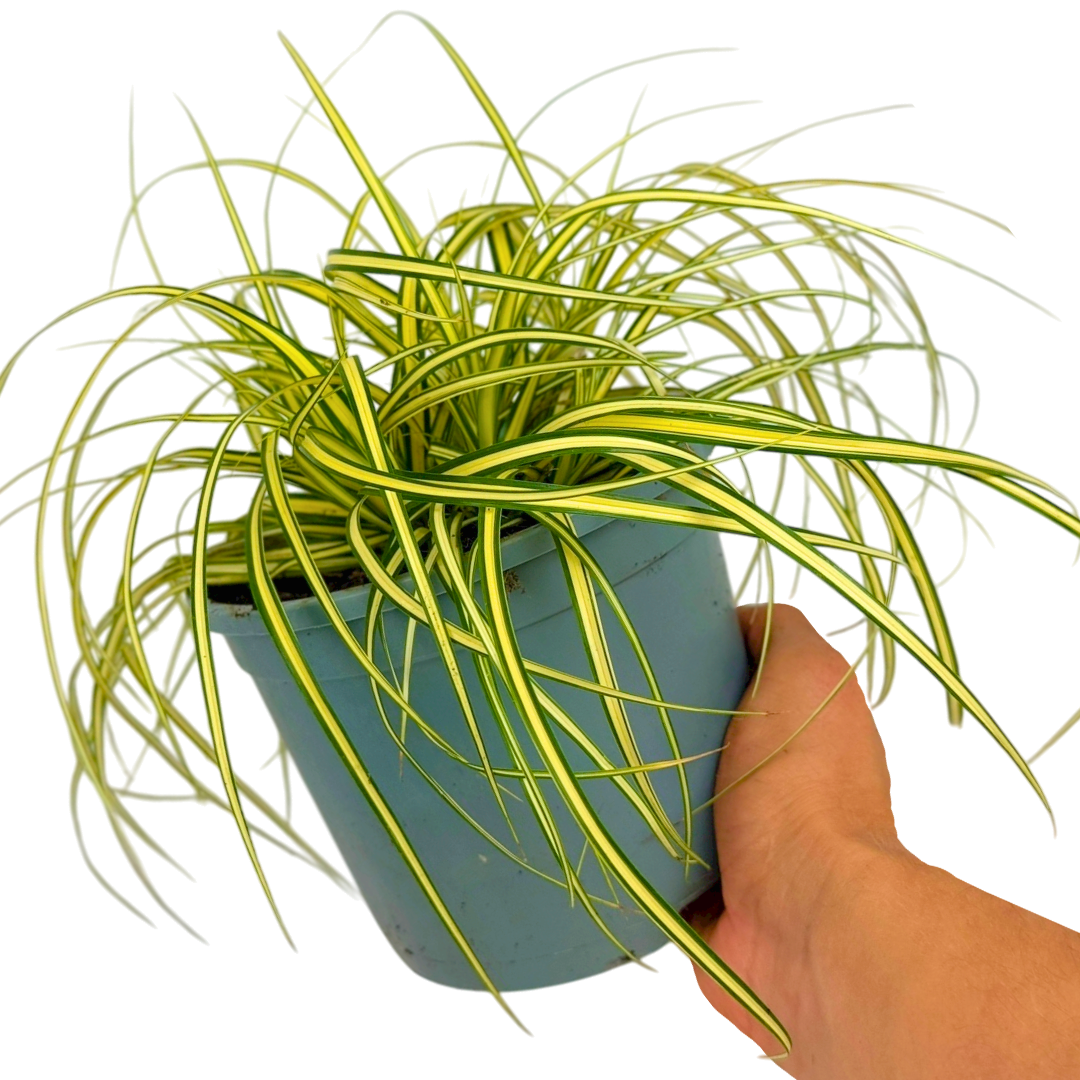 Carex oshimensis 'Evergold' (v) from Cedar Nursery, Cobham