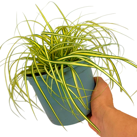 Carex oshimensis 'Evergold' (v) from Cedar Nursery, Cobham