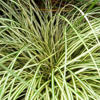 Carex oshimensis 'Evergold' (v) from Cedar Nursery, Cobham