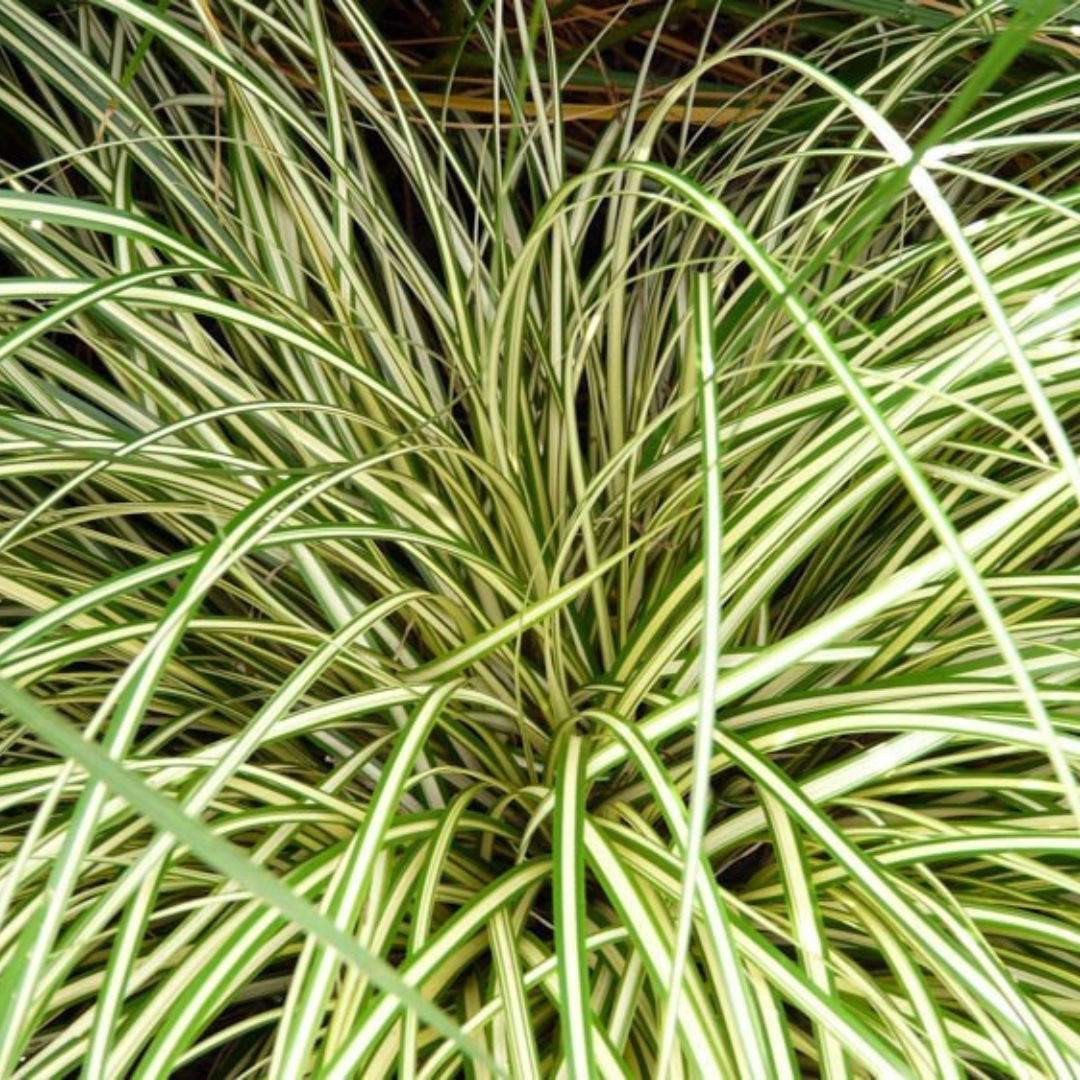 Carex oshimensis 'Evergold' (v) from Cedar Nursery, Cobham