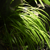 Carex oshimensis 'Everillo' (EverColor Series) (v) from Cedar Nursery, Cobham