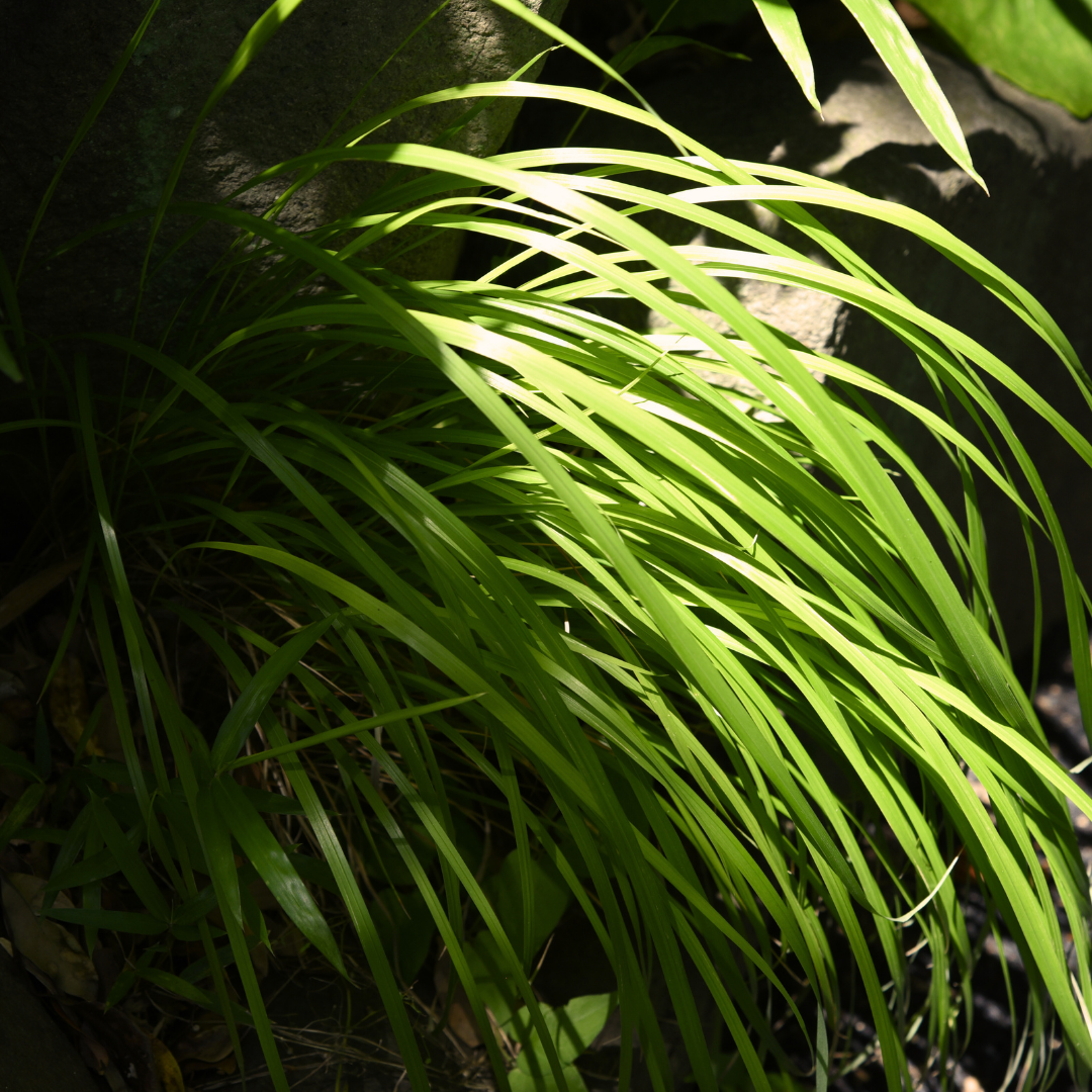Carex oshimensis 'Everillo' (EverColor Series) (v) from Cedar Nursery, Cobham