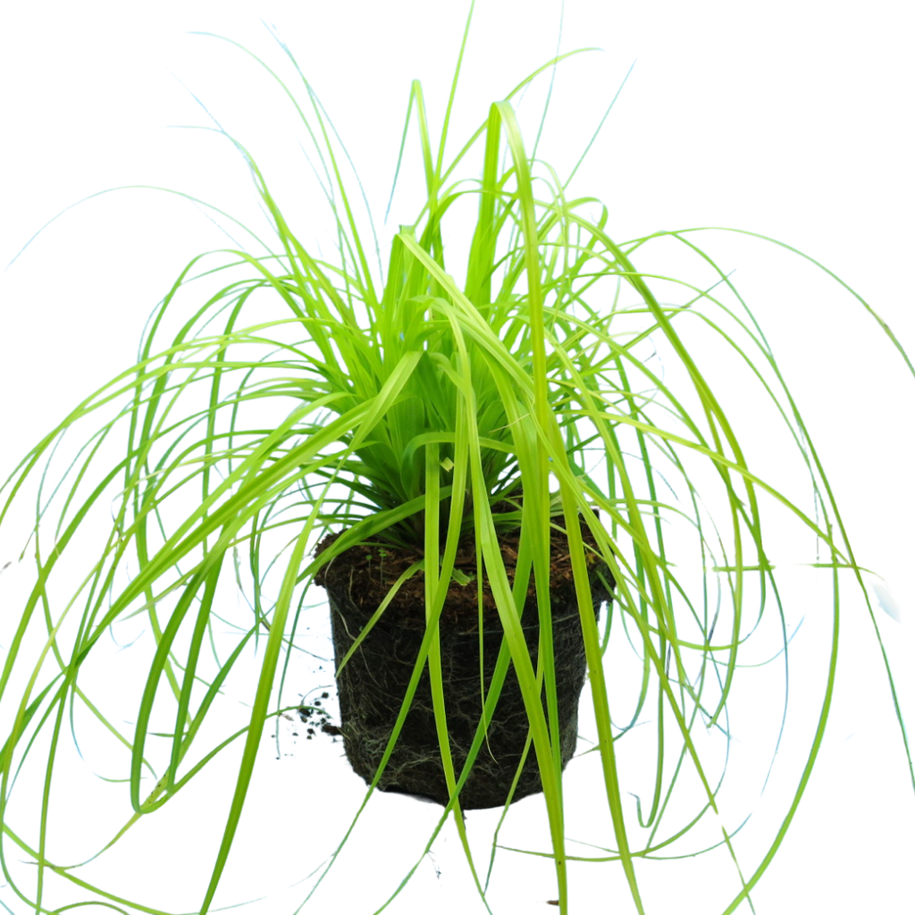 Carex oshimensis 'Everillo' (EverColor Series) (v) from Cedar Nursery, Cobham