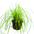 Carex oshimensis 'Everillo' (EverColor Series) (v) from Cedar Nursery, Cobham