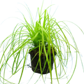 Carex oshimensis 'Everillo' (EverColor Series) (v) from Cedar Nursery, Cobham