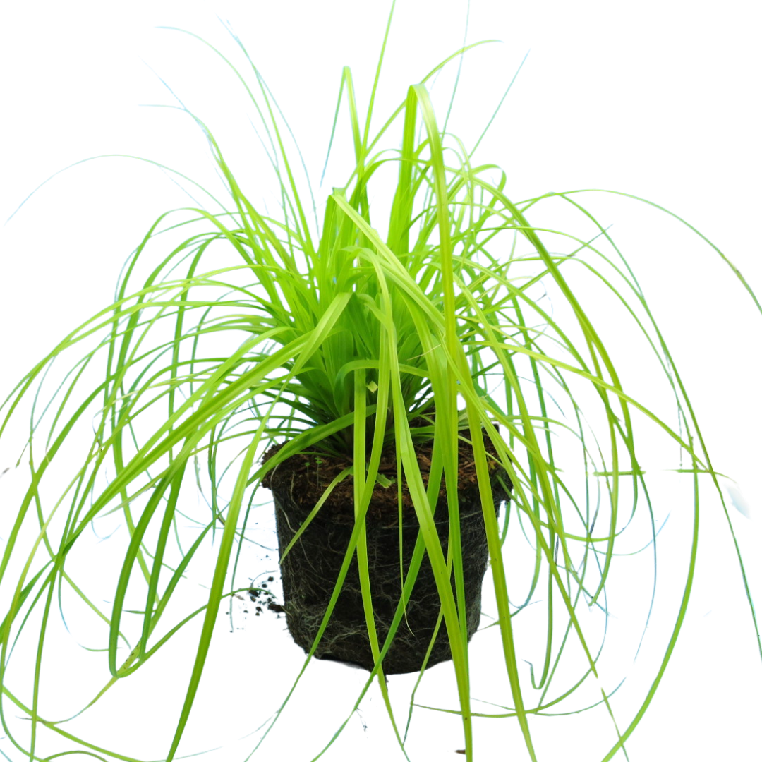 Carex oshimensis 'Everillo' (EverColor Series) (v)