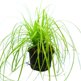 Carex oshimensis 'Everillo' (EverColor Series) (v)