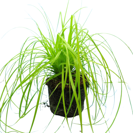 Carex oshimensis 'Everillo' (EverColor Series) (v) from Cedar Nursery, Cobham