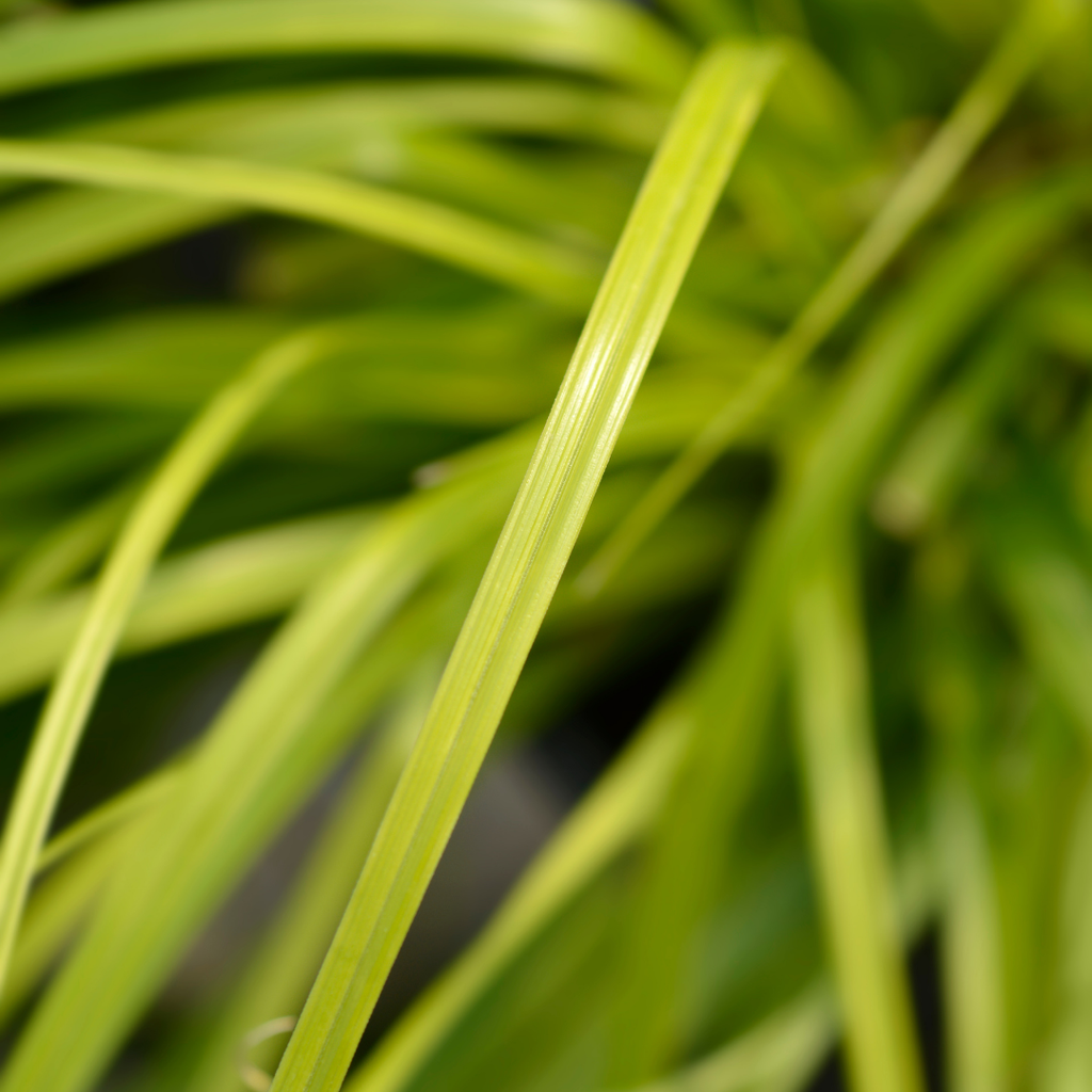 Carex oshimensis 'Everillo' (EverColor Series) (v) from Cedar Nursery, Cobham