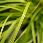 Carex oshimensis 'Everillo' (EverColor Series) (v) from Cedar Nursery, Cobham