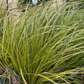 Carex testacea 'Prairie Fire'