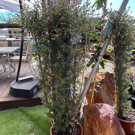 Ceanothus 'Concha'
