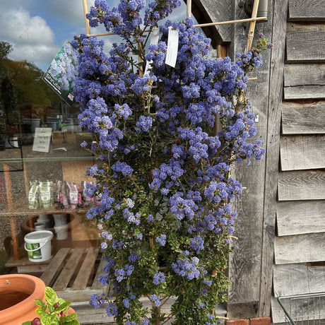 Ceanothus 'Puget Blue'