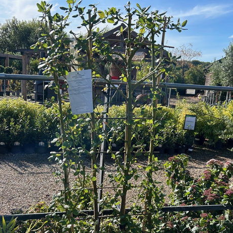 Buy Ceanothus griseus var. horizontalis 'Yankee Point' direct from Cedar Nursery, Surrey