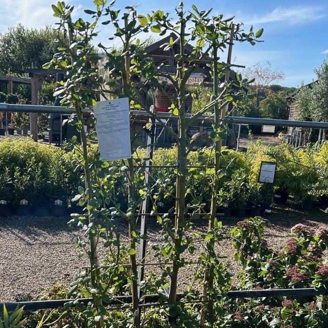 Buy Ceanothus griseus var. horizontalis 'Yankee Point' direct from Cedar Nursery, Surrey