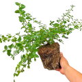 Ceanothus thyrsiflorus var. repens from Cedar Nursery, Cobham