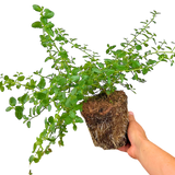 Ceanothus thyrsiflorus var. repens