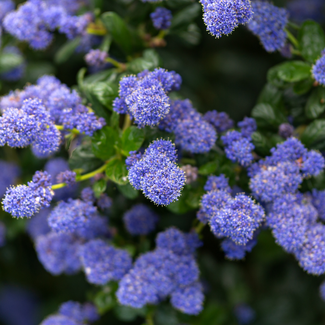 Ceanothus thyrsiflorus var. repens from Cedar Nursery, Cobham