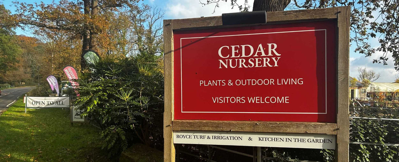 Welcome to Cedar Nursery in Cobham, Surrey. Specialists in garden plants, trees, planters and outdoor living products.