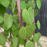 Cercidiphyllum japonicum leaves