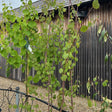 Cercidiphyllum japonicum available from Cedar Nursery, Surrey