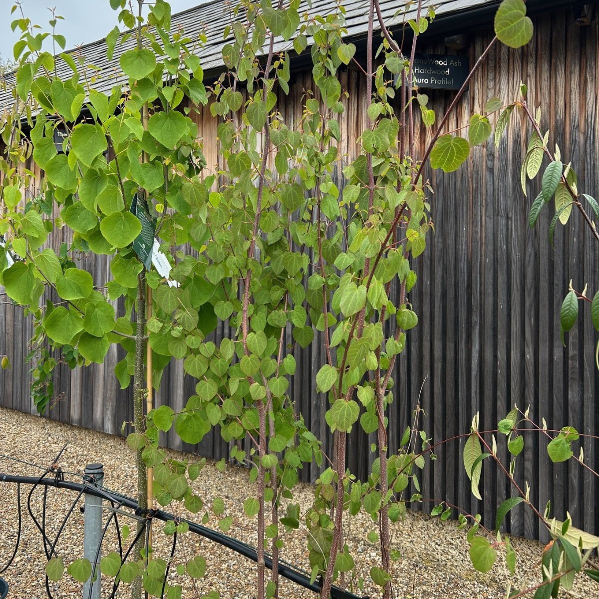 Cercidiphyllum japonicum available from Cedar Nursery, Surrey