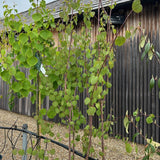 Cercidiphyllum japonicum available from Cedar Nursery, Surrey