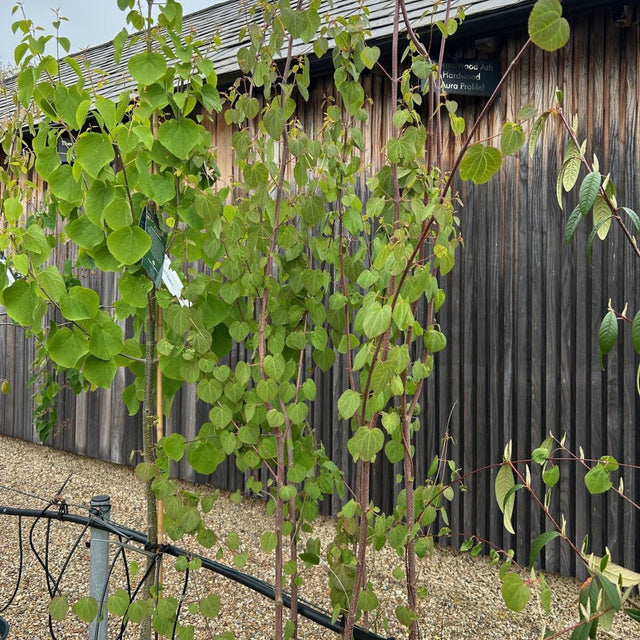 Cercidiphyllum japonicum available from Cedar Nursery, Surrey