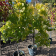 Buy Cercis canadensis Golden Falls direct from Cedar Nursery, Surrey