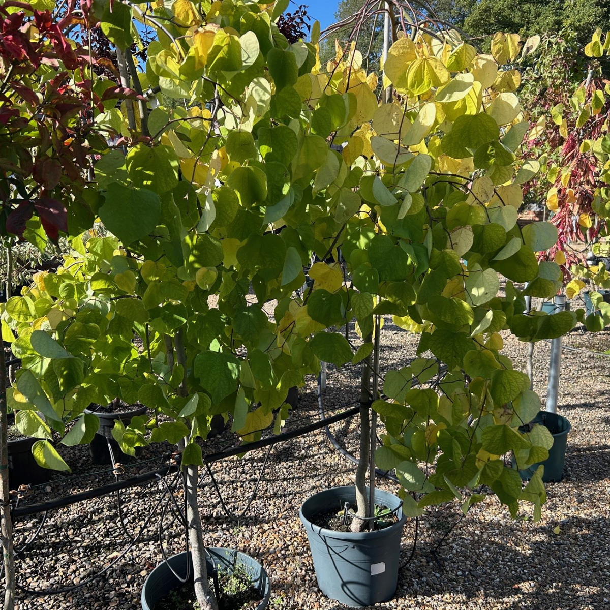 Buy Cercis canadensis Golden Falls direct from Cedar Nursery, Surrey
