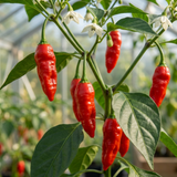Capsicum chinense 'Armageddon' (Chilli) from Cedar Nursery, Cobham